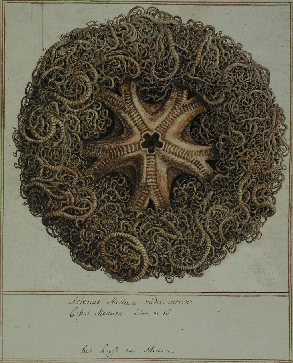 Los invertebrados marinos de la colección Van Berkhey (Archivo del Museo Nacional de Ciencias Naturales)